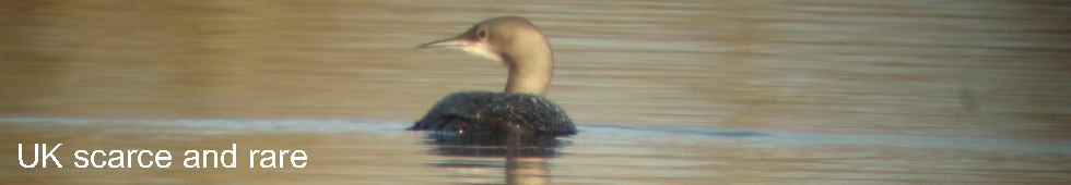 Pacific Diver