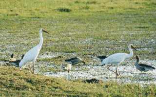 Siberian White Cranes, Bharatpur