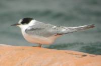 Arctic Tern, Grafham Water