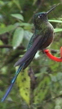 Violet-tailed Sylph imm male